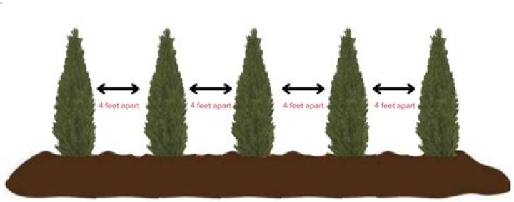 Are there any spacing rules for trees?