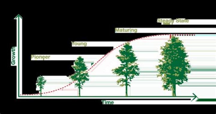 Can height of tree more than $\aleph_0$