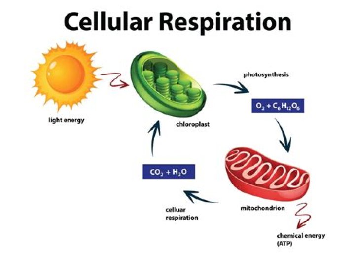 Computation of Cellular Homology