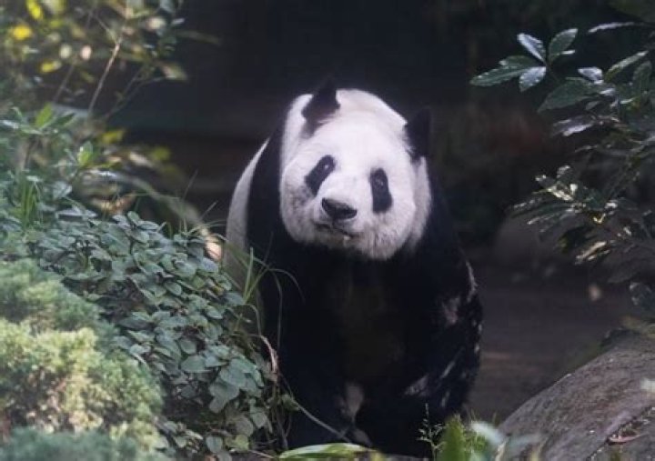 Do pandas despawn naturally?