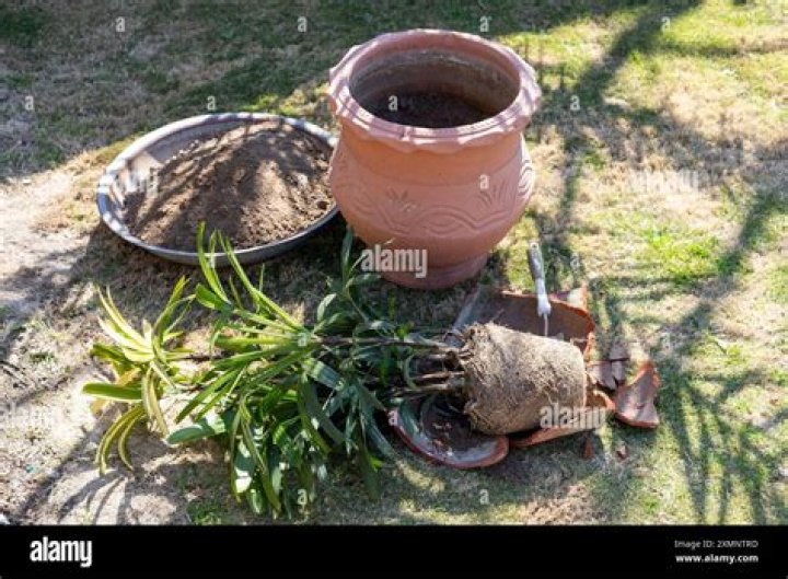 Do plants in clay pots have to be offscreen to grow?