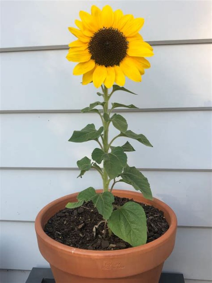 Given a choice, should I plant sunflowers or sun-shrooms?
