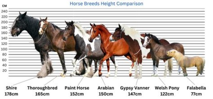 How are horses' stats generated?