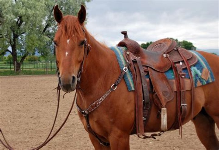 How can you take a horse home without a saddle?