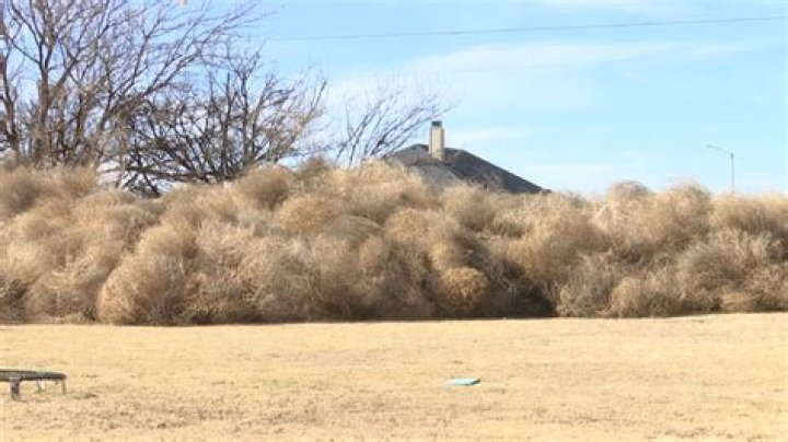 How do I kill a tumbleweed?