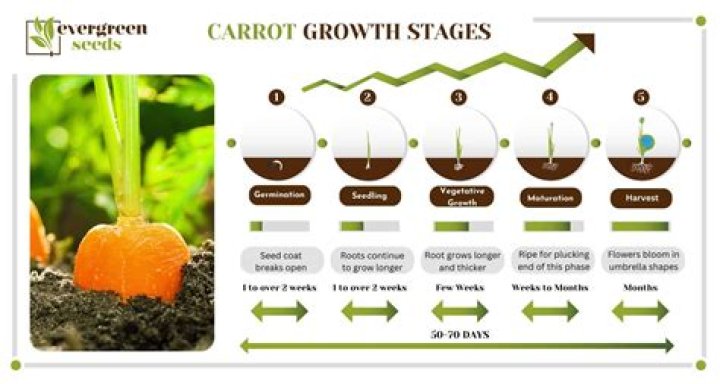 How long do carrots take to grow?
