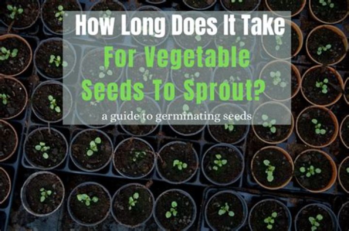 How long do wild seeds take to grow?