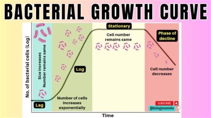 How long will it take the number of bacteria to double?