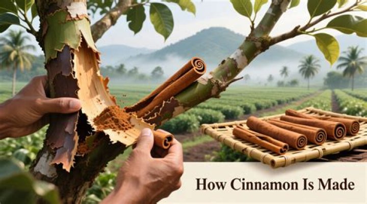 How to get Cinnamon working in Virtualbox?