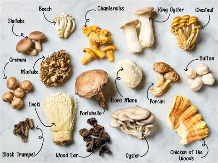 Is there a Mushroom Collector that will pay more than a Pokemon Center for Mushrooms and other 'gourmet foods'?
