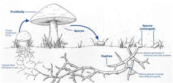 Is there any benefit to destroying all the spore and gestation pods?