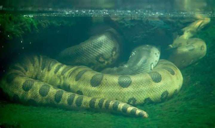 pip Error when using Anaconda Environment
