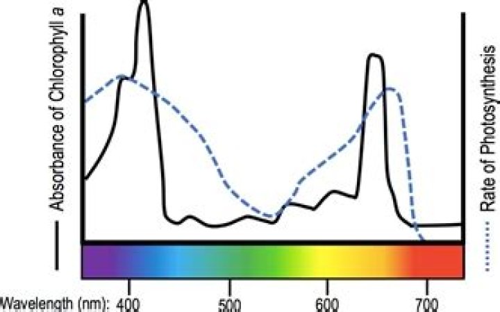 Spectrum of the cycle graph $C_n$