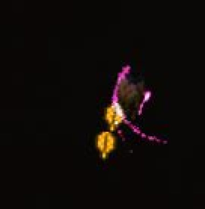 Terraria purple particles on monster