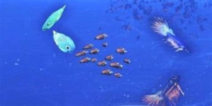 What is the reward for keeping the Prejek Paddle Fish alive?