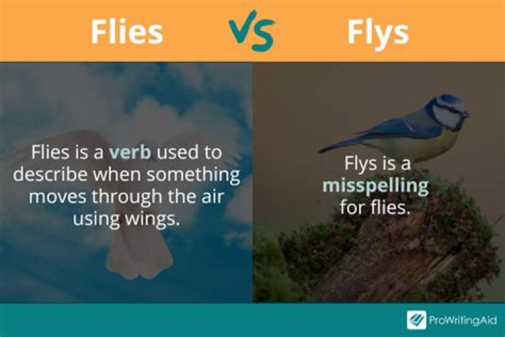 What moves can hit me when using fly?