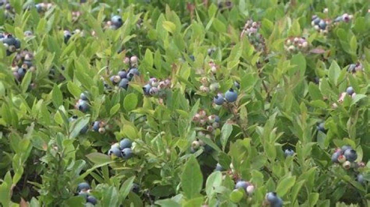 Where can I find blueberries rapidly?