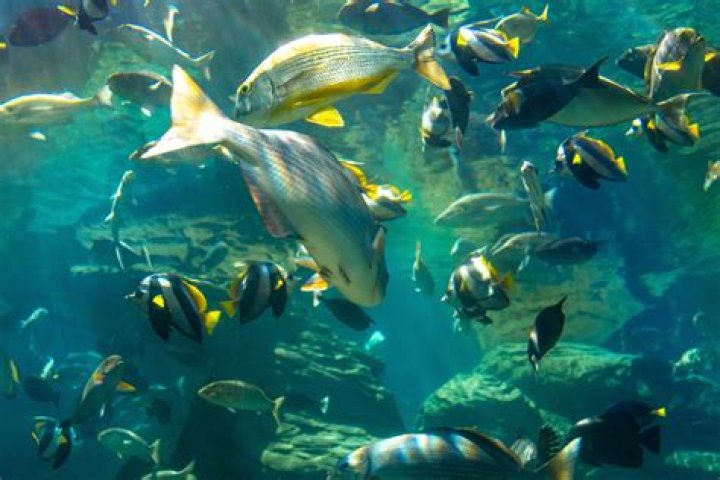 Where is the last red coin in "Many Fish in the Sea"?
