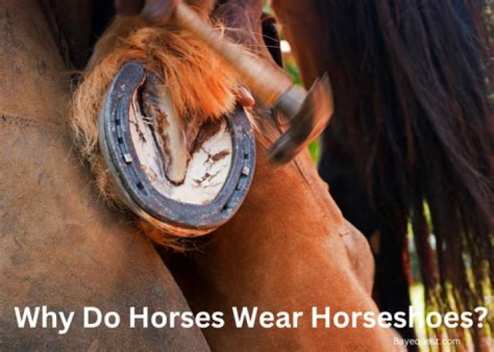 Why do Horses Drown?