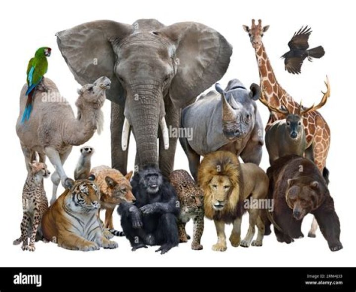 Wild Animals Faction?