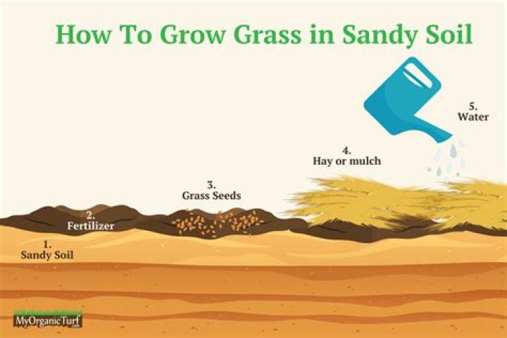 Will grass grow from just a dirt field?